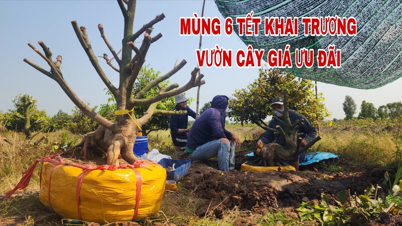 Mùng 6 tết khai trương vườn cây vip giá ưu đãi ☎0907813169
