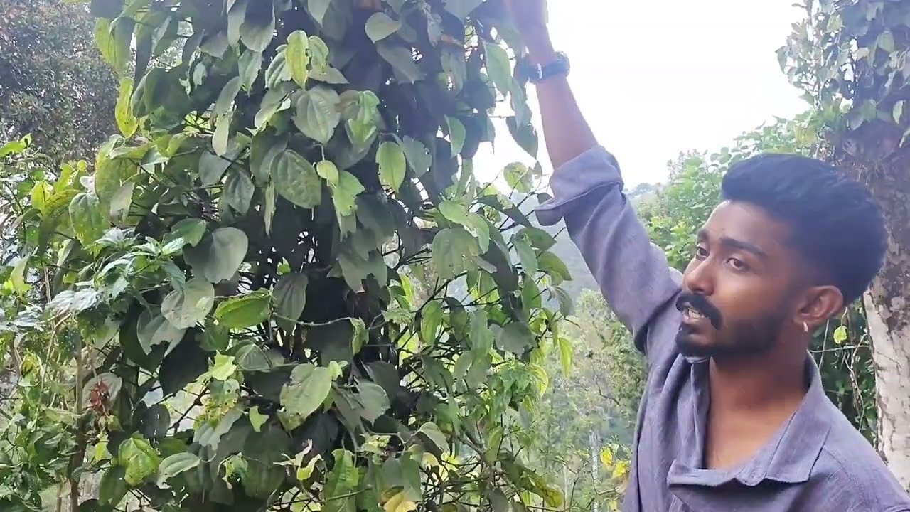 Chale Coorg k Coffee Bagan mai 😍Aap bhi humre sath chale 😍