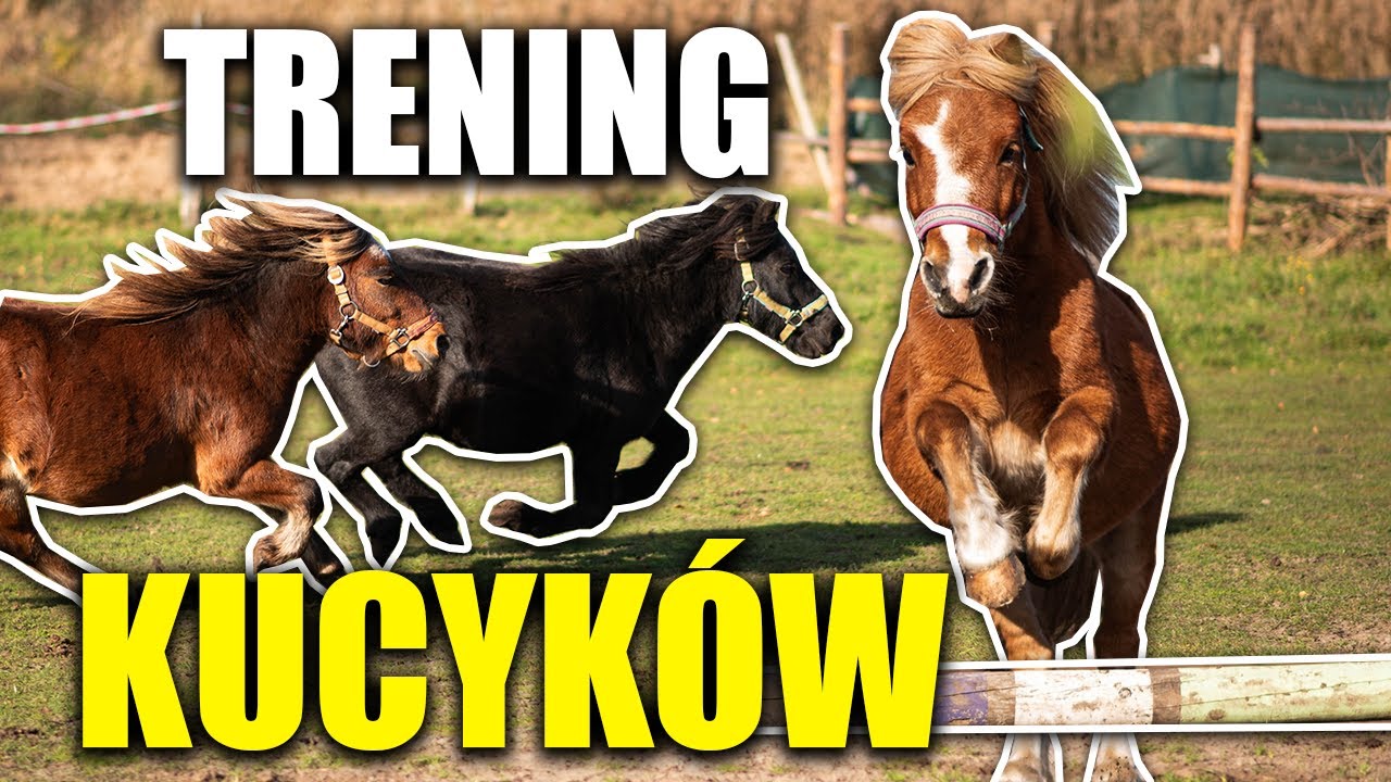 SKOKI KUCYKÓW ❤️ - MAŁY TRENING