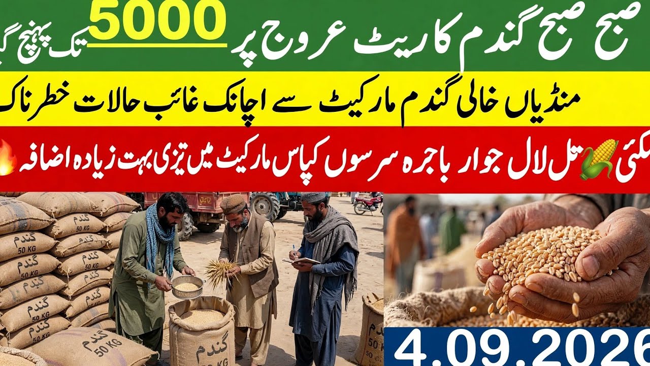 Today Wheat price in punjab//گندم کا ریٹ 2026 munji makki till sarso/Galla mandi rate today 4.9.2026
