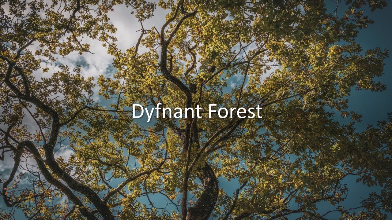 Dyfnant Forest