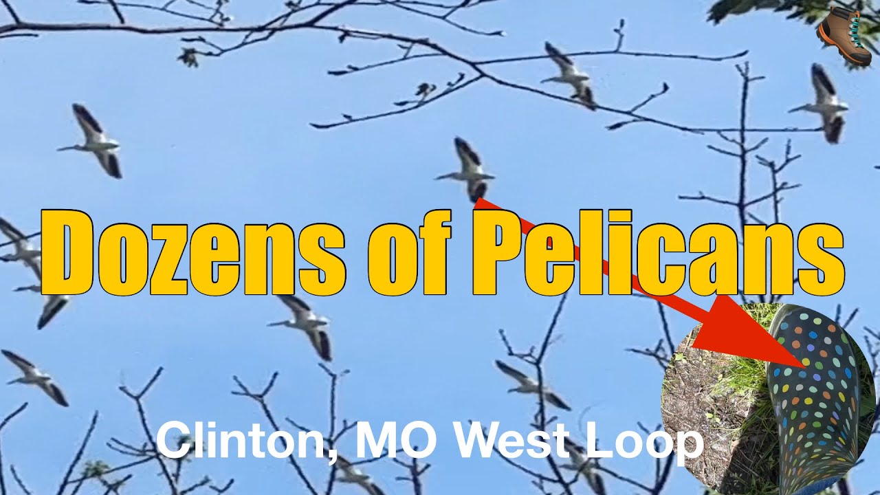 Pelicans, Cardinals, & Muddy Boots - Clinton MO