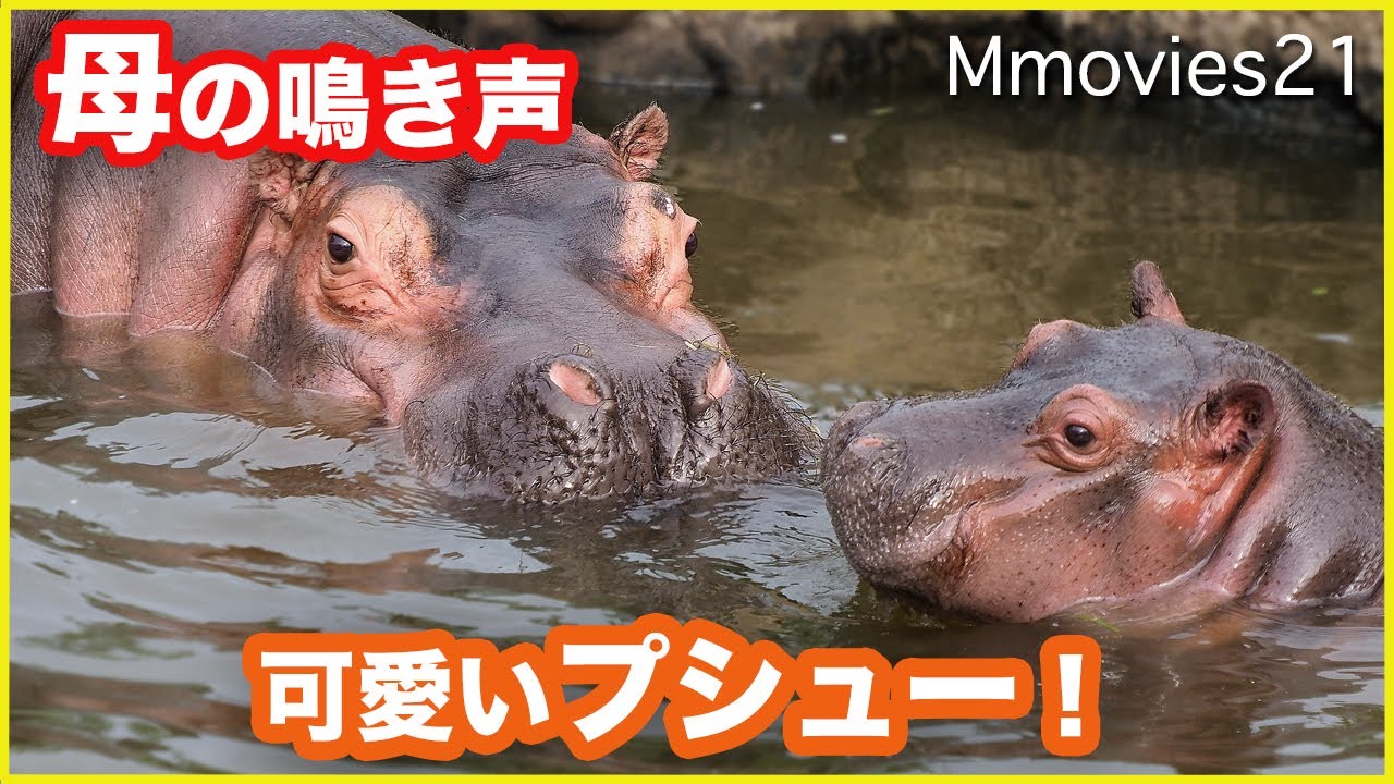 可愛いプシュー！カバの赤ちゃんがお母さんとプールで遊ぶ Baby Hippo & Mom play　in water
