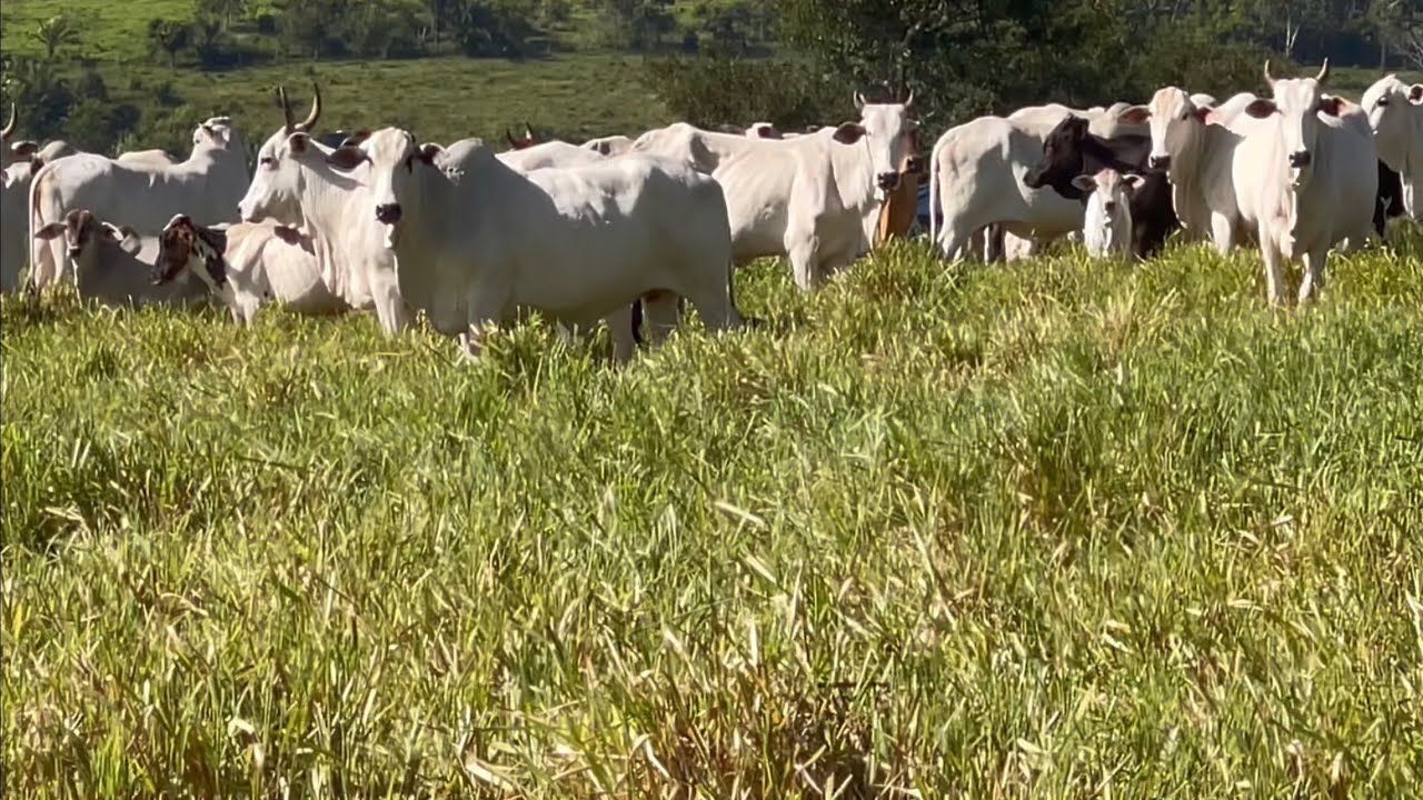 Vacas de cria , atualização do preço do gado na Rondônia!!!
