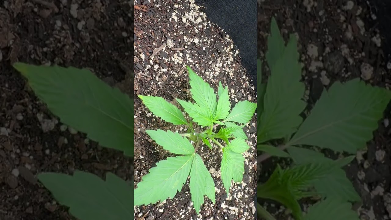 Getting bigger everyday 😁Like and subscribe for more content! #marijuanagrowers #cannabiscommunity