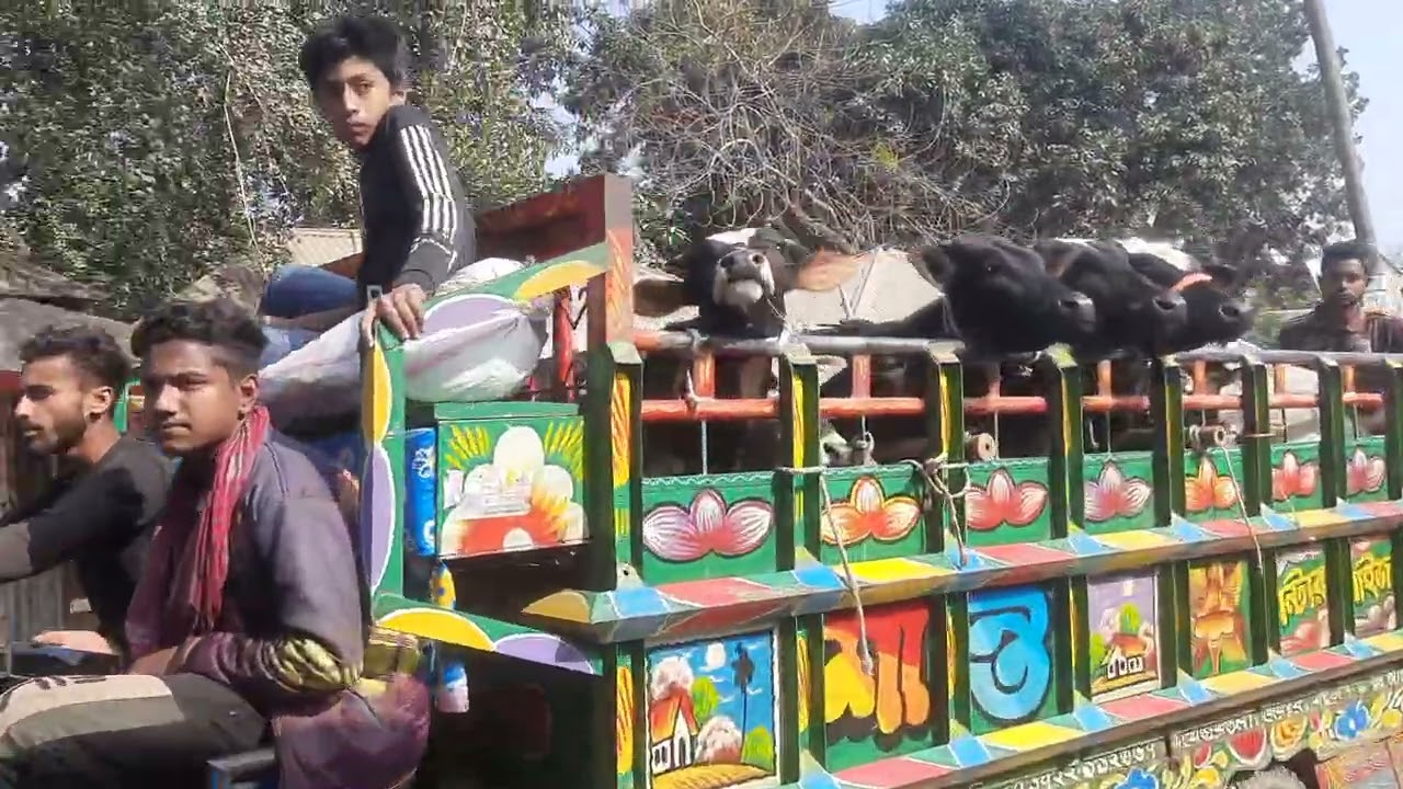 দেখুন, স্থানীয় গ্যাস লাইন গরুর হাটে কি ধরনের গরু আমদানি হচ্ছে। উল্লাপাড়া সিরাজগঞ্জ। ০৬/০২/২০২৬