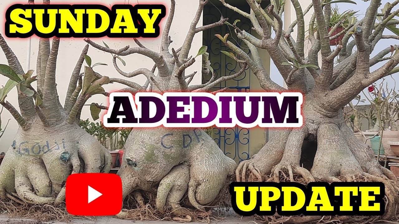 ВОСКРЕСНОЕ ОБНОВЛЕНИЕ ADENIUM 18.01.26 || ОБЗОР ADENIUM В ВОСКРЕСЕНЬЕ || ВОСКРЕСНОЕ ОБНОВЛЕНИЕ
