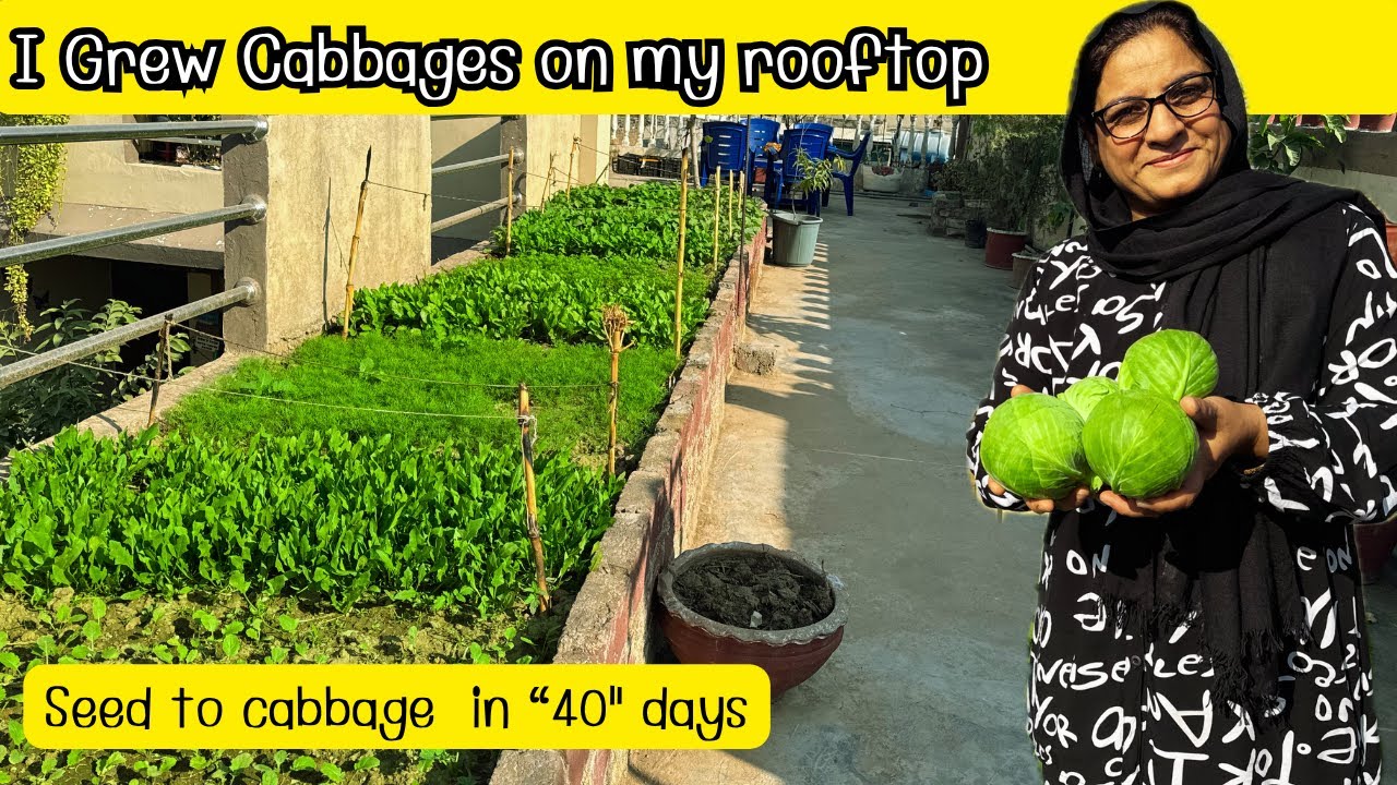 How to grow Cabbage at home | (بند گوبی چھت پر اگایں)