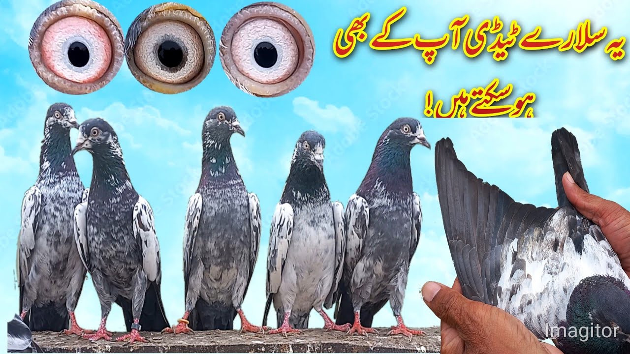 یہ سلارے ٹیڈی کبوتر آپ کے بھی ہو سکتے ہیں ...........Mian Nazeer Blood line Teddy Mian Saeed waly