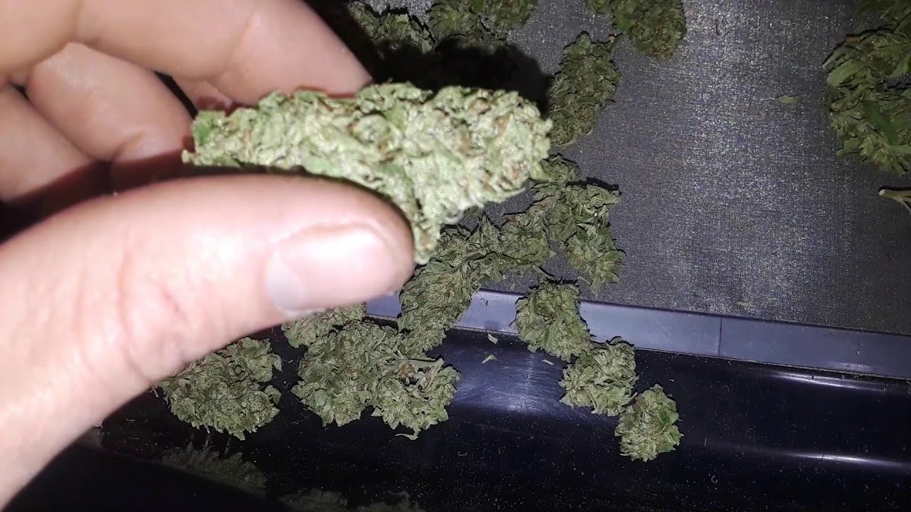 trimming some banana og
