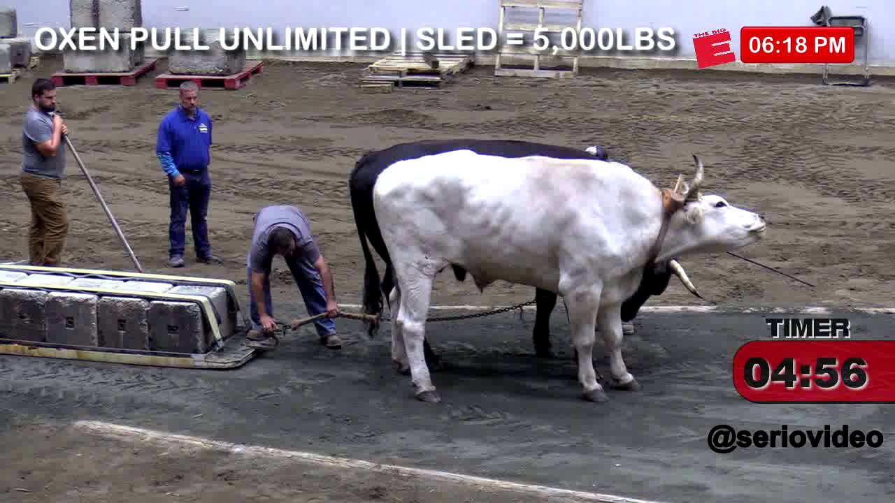 BigE Oxen Pull 19 Unlimited Class