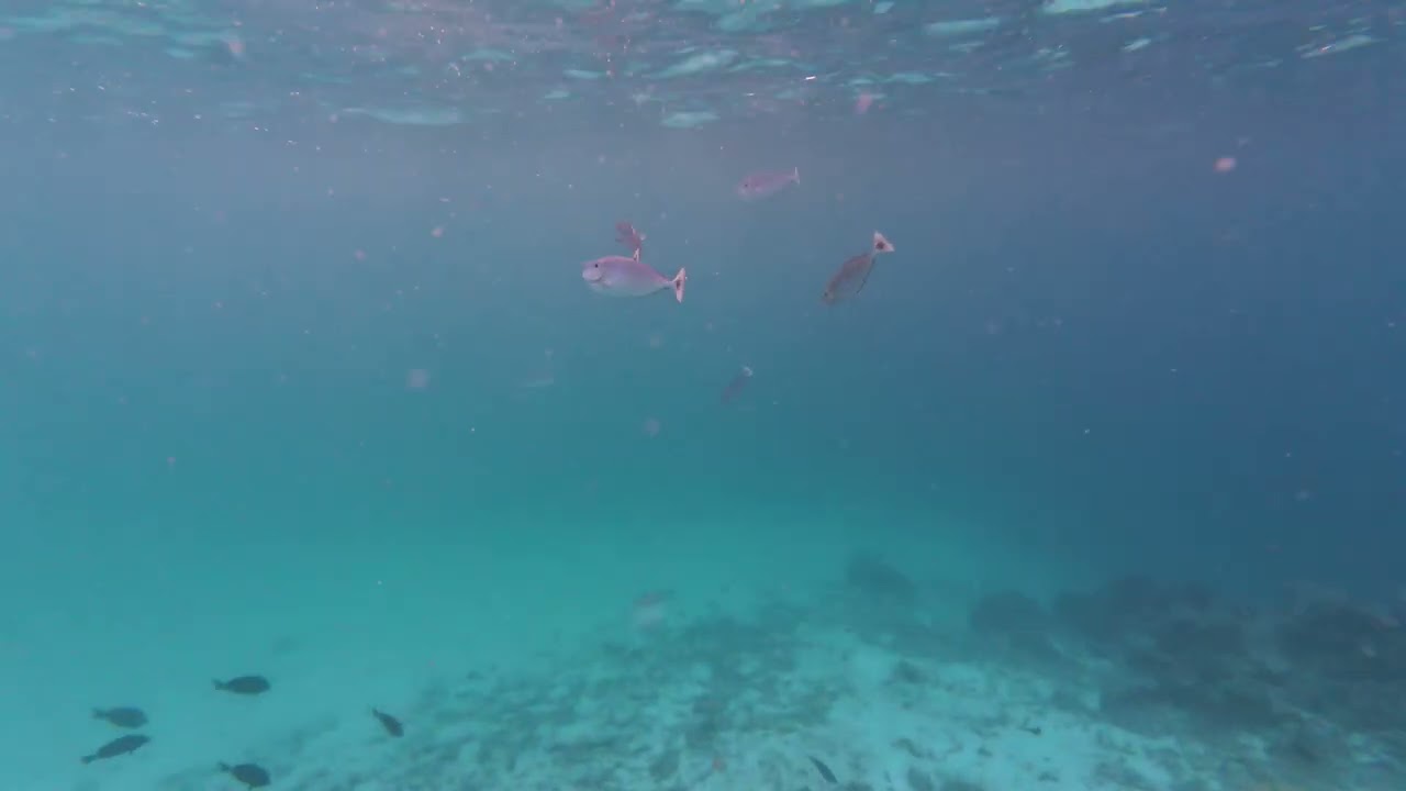 Snorkel cerca de casa PECES GRANDES - Maldivas - 17/1/26 - Oblu Select Sangeli
