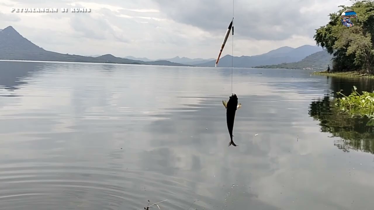 Mancing Jatiluhur terbaru ‼️ serangan ikan ini.. bikin jengkel ikan nila dan ikan mas gak mau dekat 