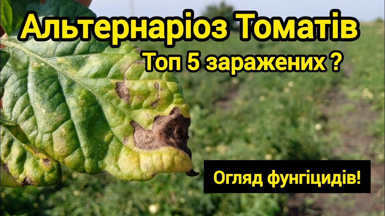 Альтернаріоз Томатів. Огляд Фунгіцидів. 