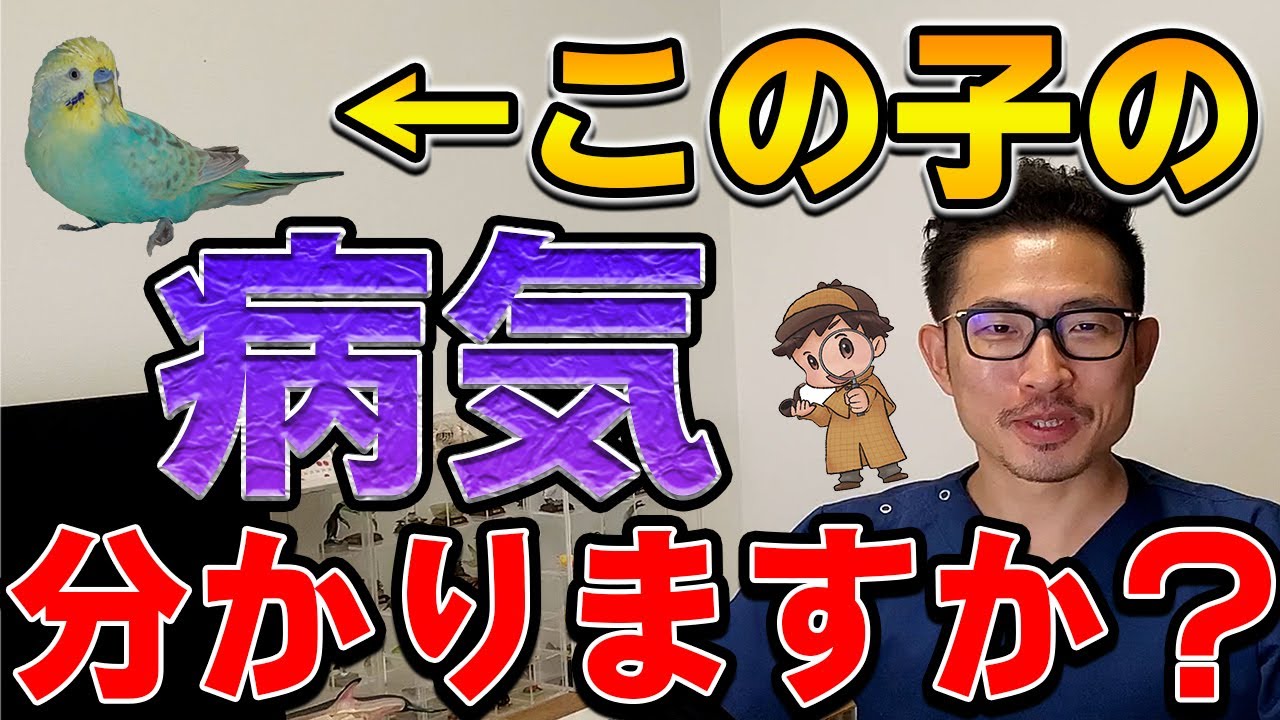 【クイズ・鳥】終わらない換羽を見抜け！
