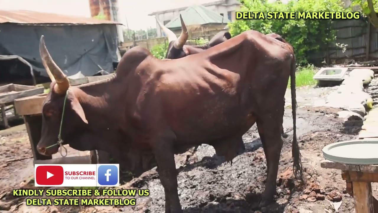CATTLE MARKET SAPELE ROAD DELTA STATE 