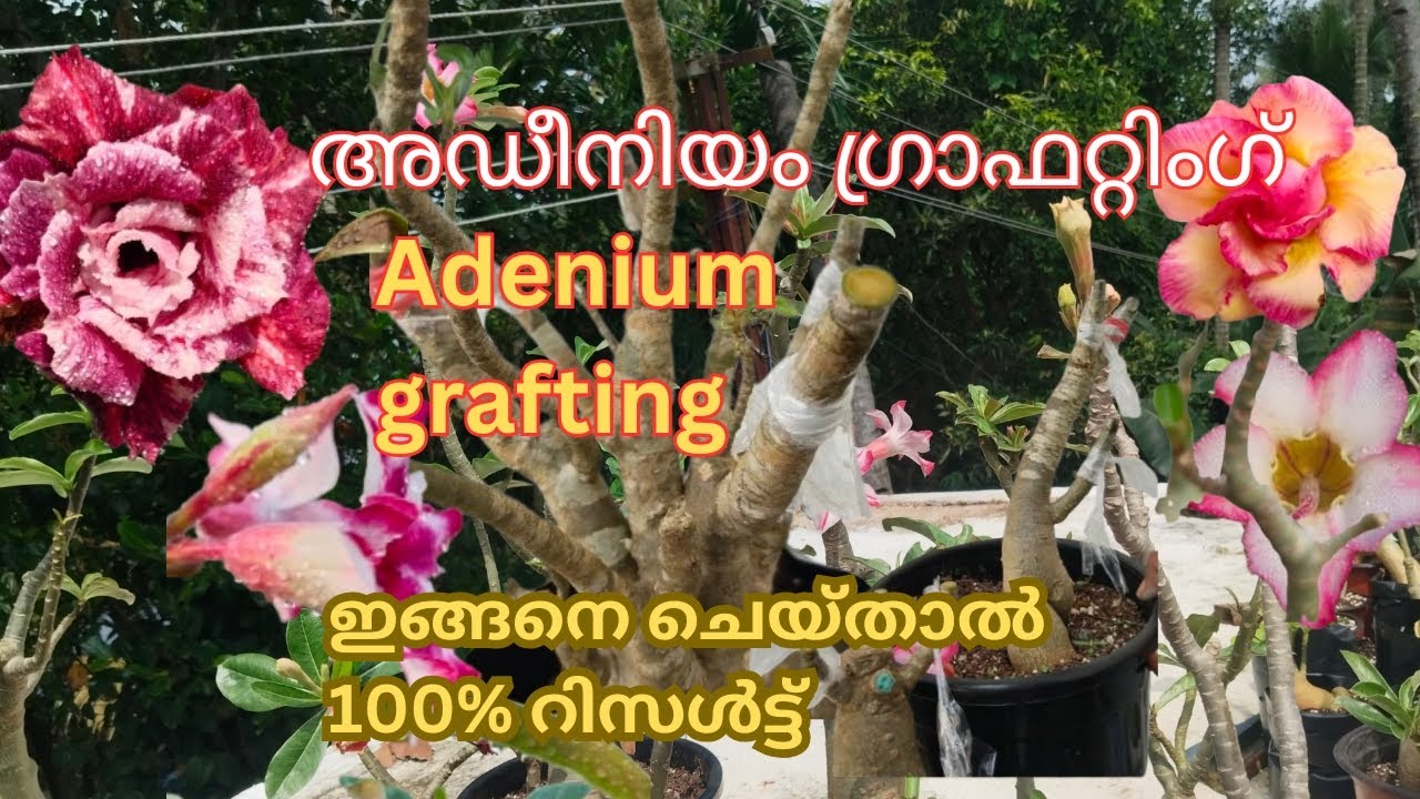 Adenium grafting| അഡീനിയം ഗ്രാഫറ്റിംഗ് |malayalam|