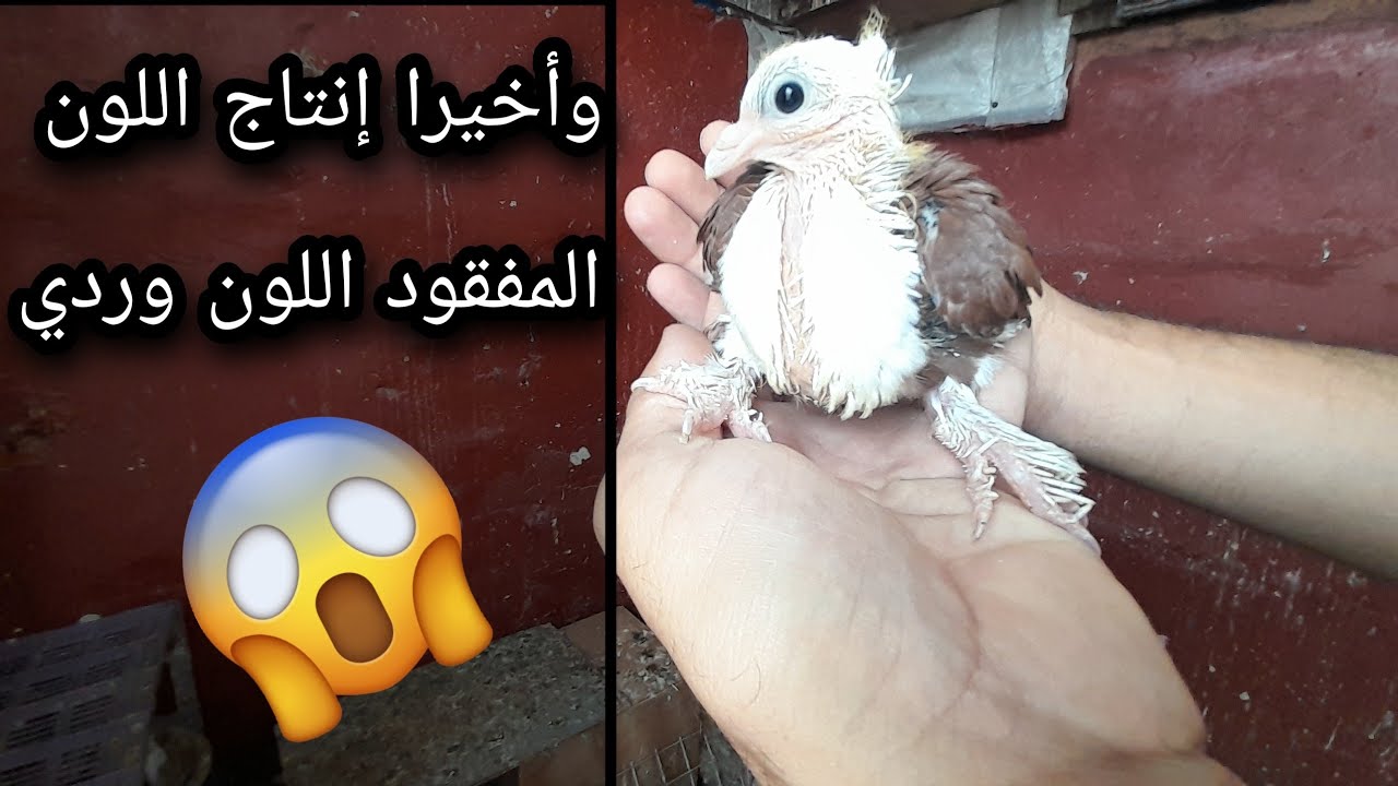 وأخيرا إنتاجي من العنبر المكسوب زغلول لون الوردي 🕊+ لون زغاليل الخينيسي + توليعة صباحية خارج السجنة