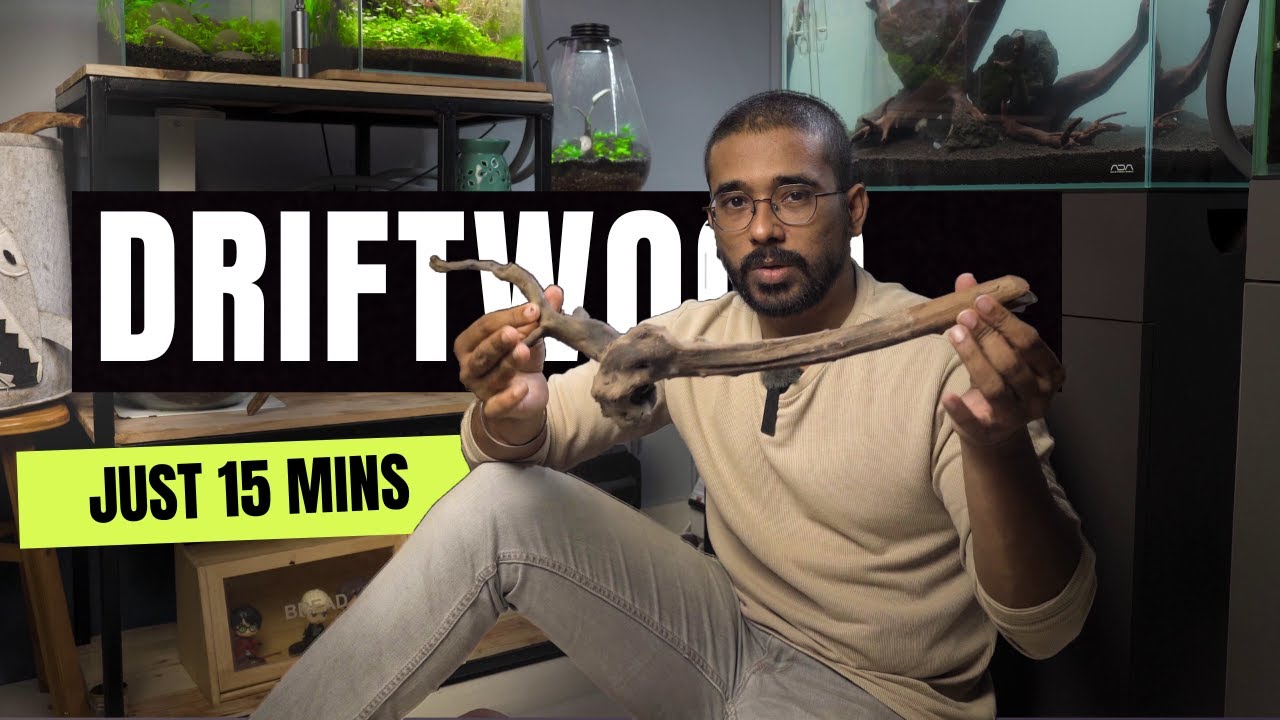 How to cure driftwood easily | Tamil | EP - 259