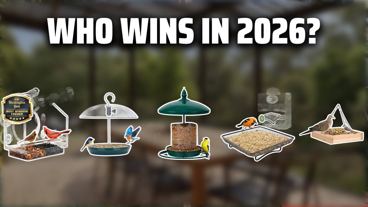 The Top 5 Best Platform Bird Feeder in 2026 - Must Watch Before Buying!