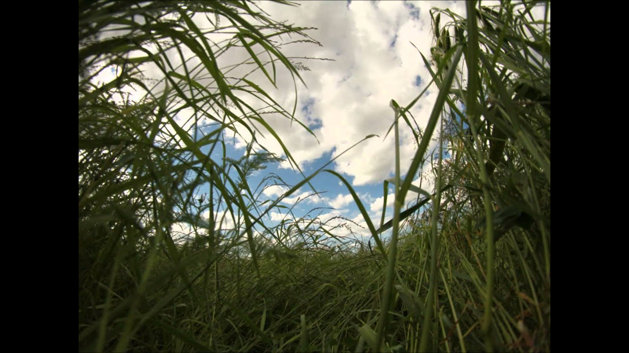 Free Land under the sky