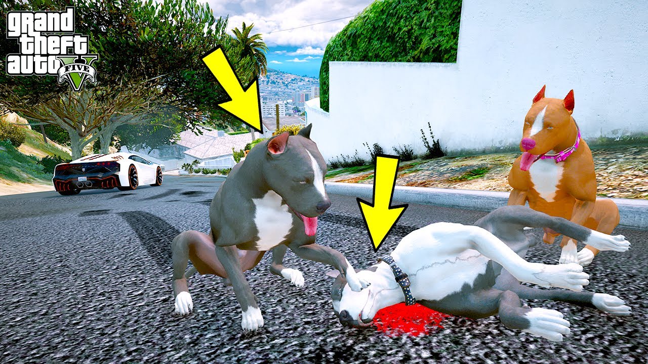 YAVRU PİTBULL'UN ABİSİ KAOS'A ARABA ÇARPIYOR! - GTA 5