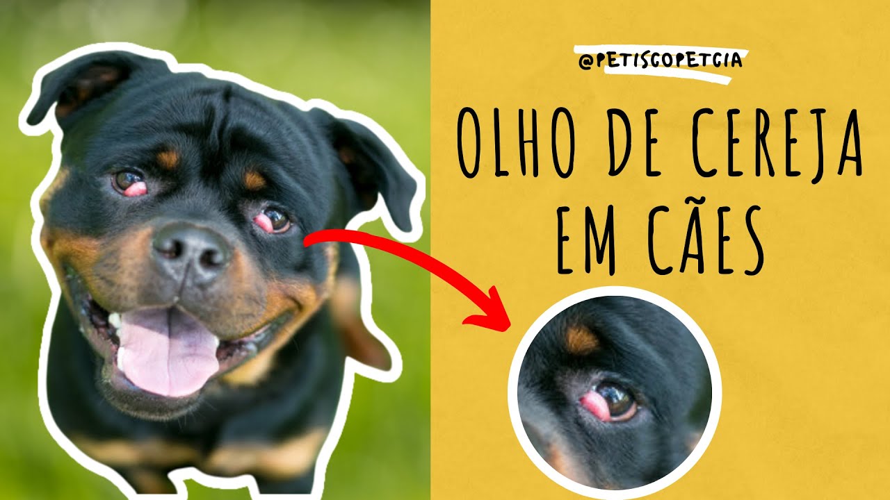 OLHO DE CEREJA EM CÃES - O que é? Como resolver este problema?
