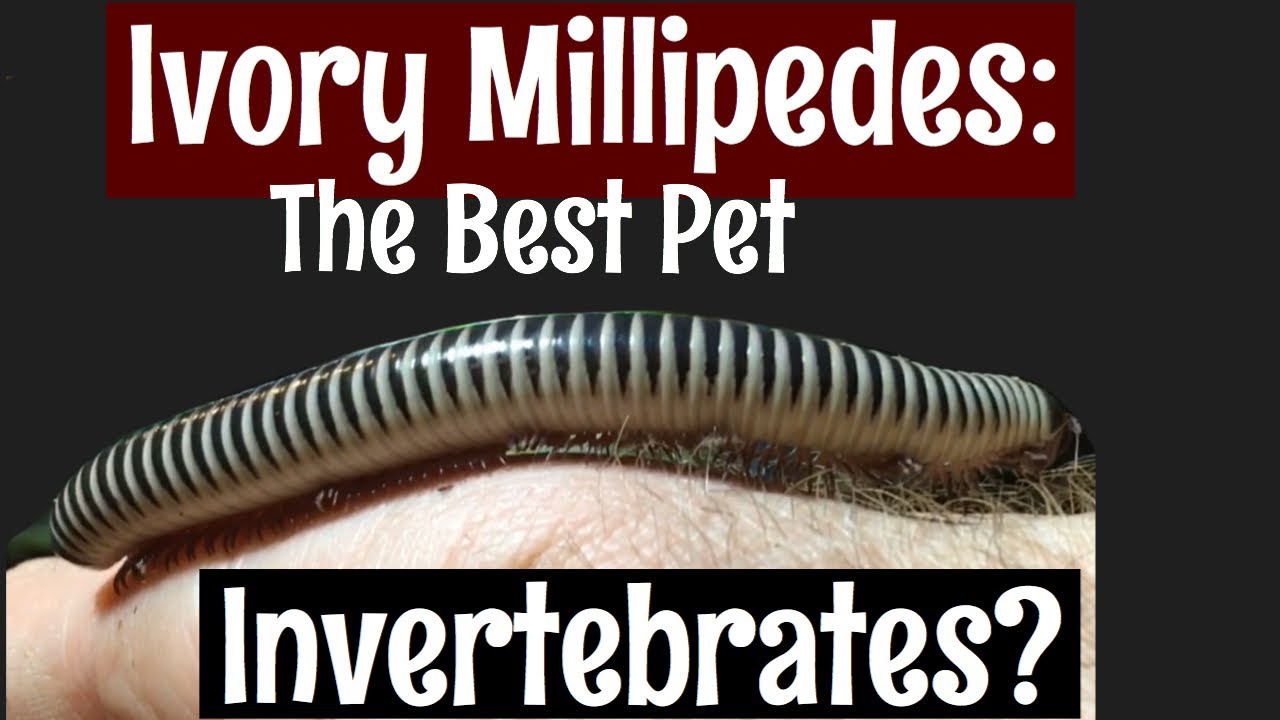 Ivory Millipedes: The Best Pet Invertebrate?