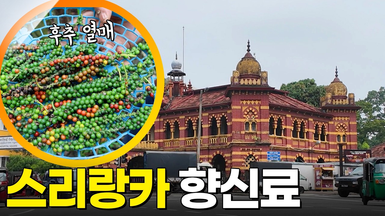 스리랑카 향신료 여행 [걸어서세계속으로] KBS 260301 방송