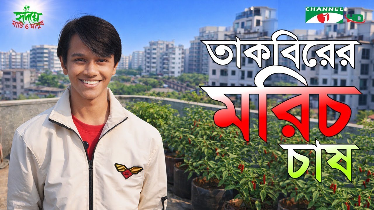 তাকবিরের মরিচ চাষ | ছোটদের কৃষি | পর্ব ১৭ | CropKids | Shykh Seraj | Channel i |
