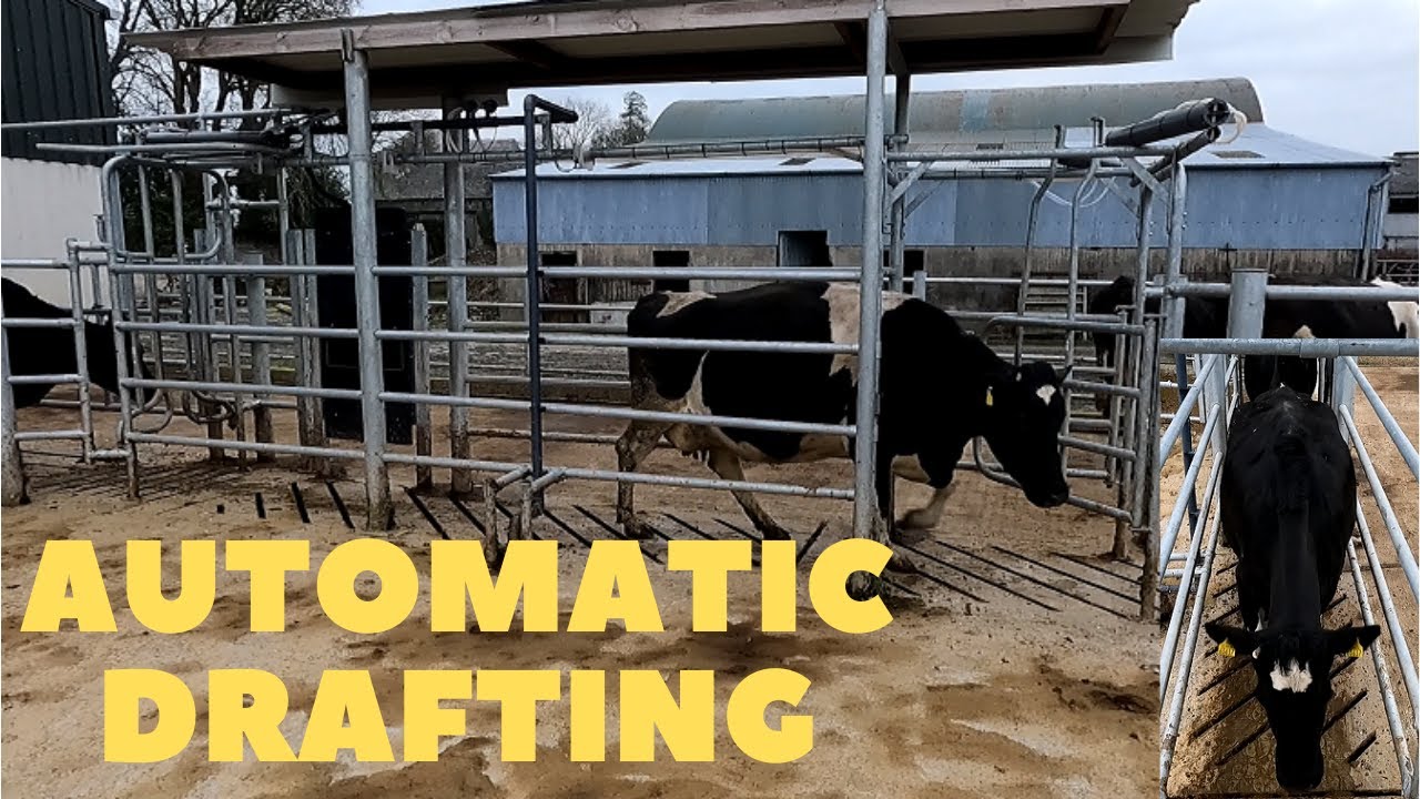 SORTING COWS MADE EASY!