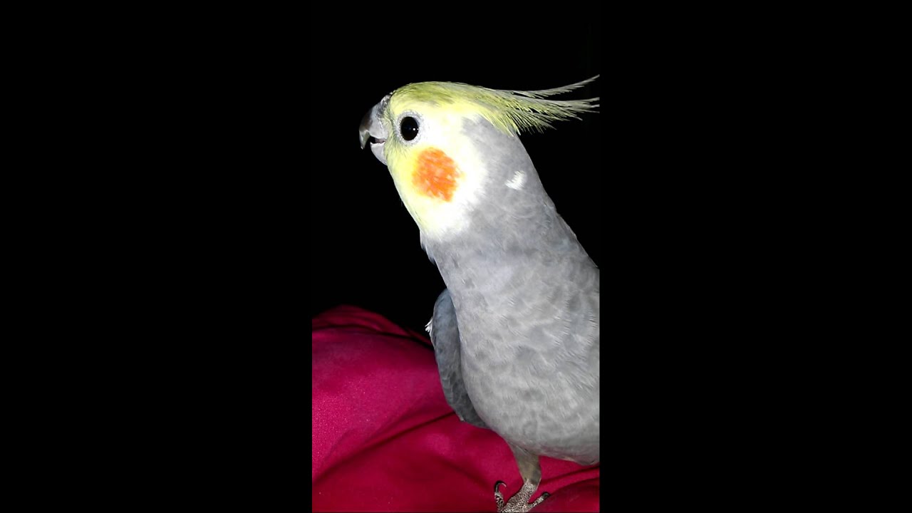 Kurt the cockatiel singing his heart out :)