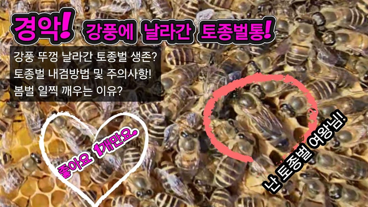 경악 강풍에 토종벌통 날라감! 생존 반응은? 벌통내검법과 주의사항. 토종벌 봄벌깨우기는 왜 하는지?  #토종벌 #봄벌깨우기 #계량벌통 #초보토종벌 #귀농귀촌 