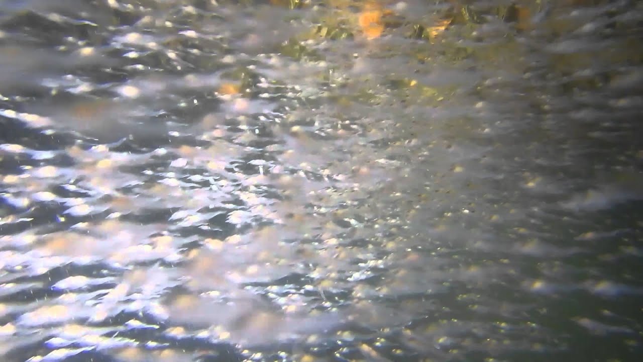 Suesswassergarnelen 3