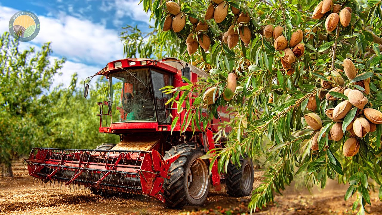 How US Farmers Harvest and Process 3.6 Billion Pounds of Almonds Each Year | Farming Documentary