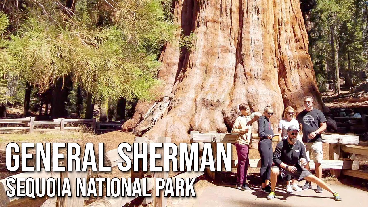 Hiking to General Sherman Tree | Top Things To Do in Sequoia National Park