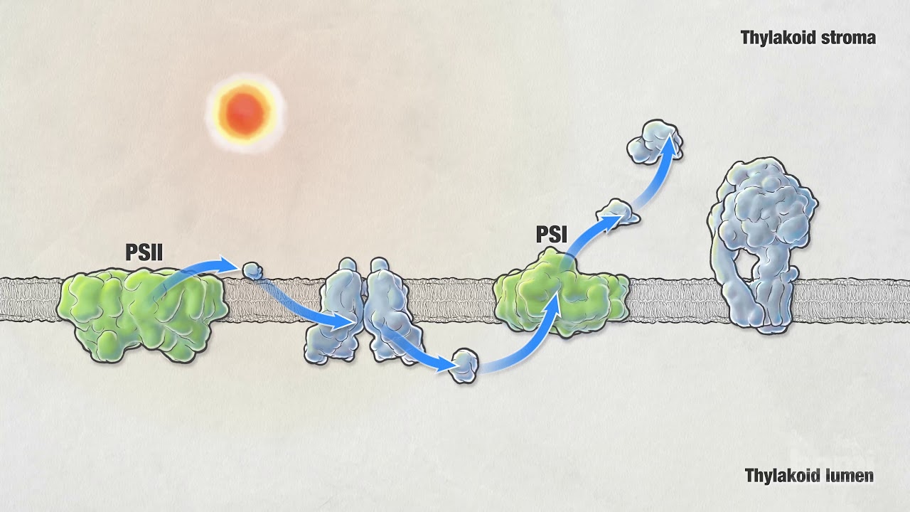 Photosynthesis | HHMI BioInteractive Video