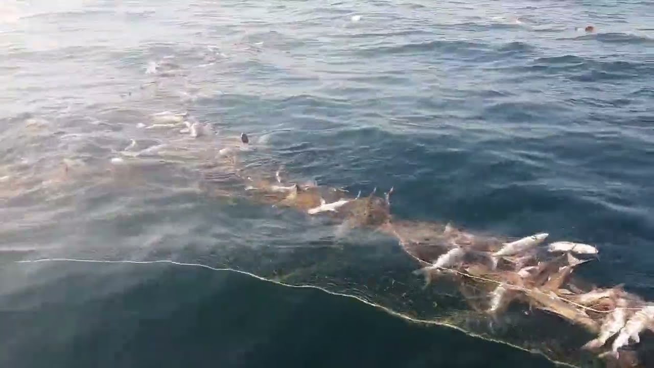 Khaga Fish videos vairal net Fishing #khaga #youtubesarch