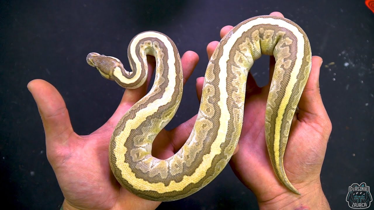Przegląd  kluseczek 😎 Regius, heterodon i lampropeltis