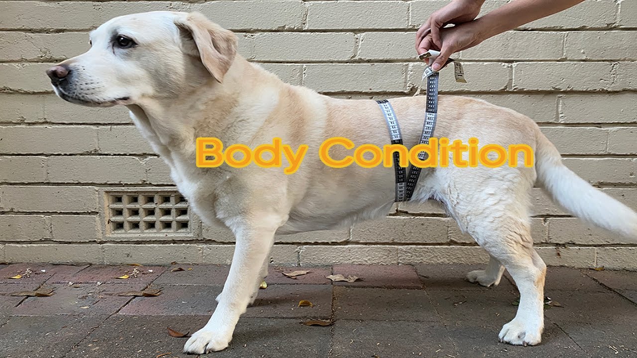 How to body condition score a dog or cat in just a few minutes!