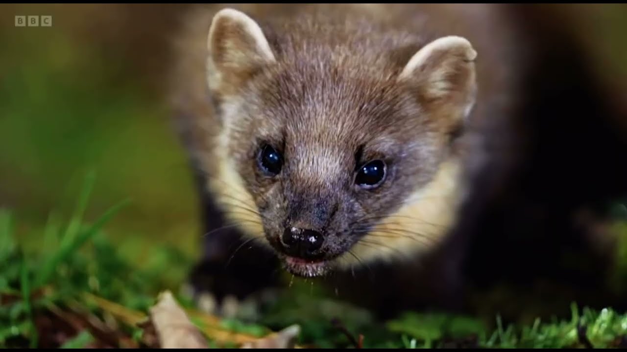 Pine Marten's reintroduction to West Wales with Vincent Wildlife Trust | Springwatch in Wales 2024