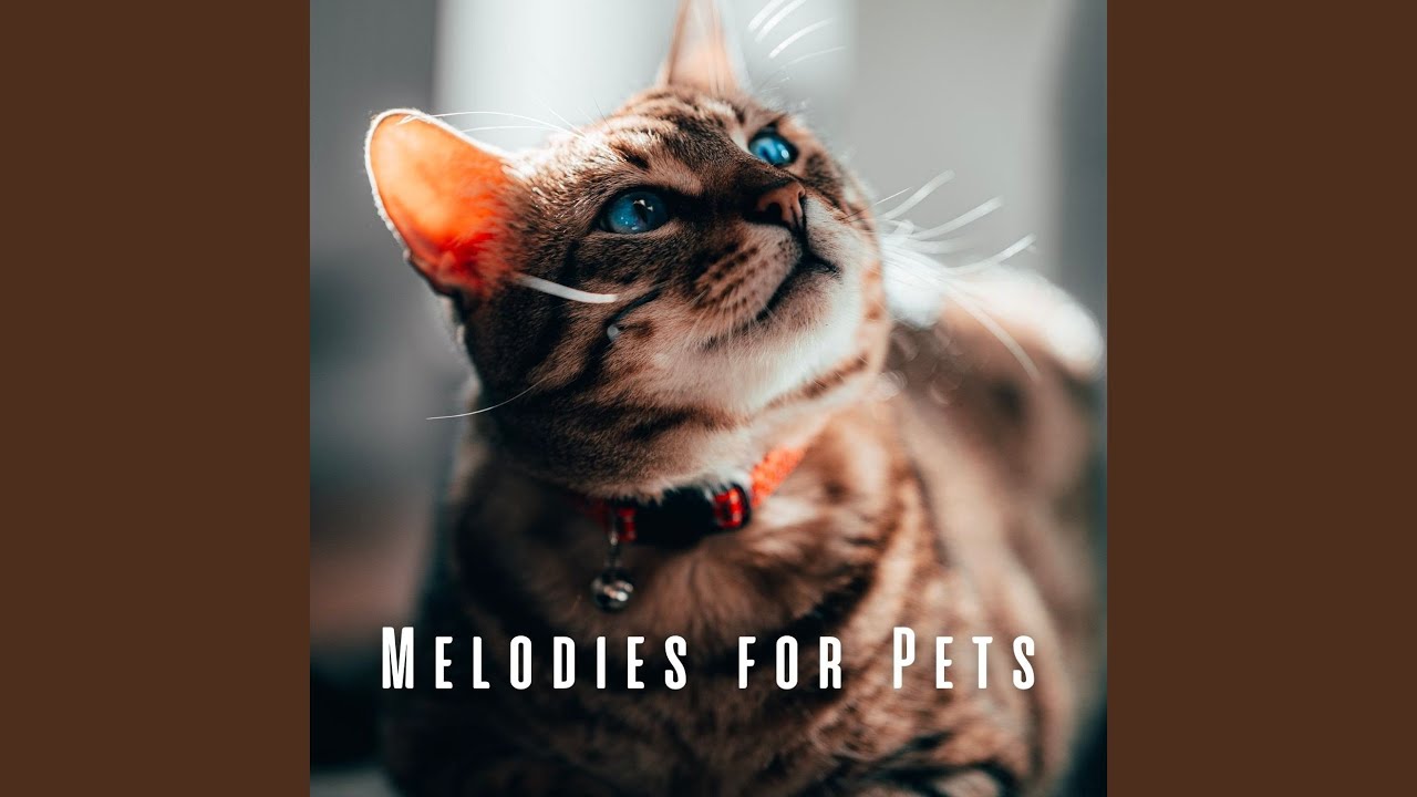 Crystal Harmony for Pets