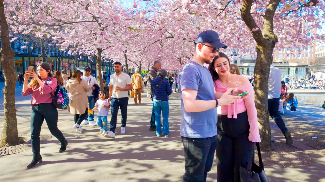 Sweden, Stockholm 4K - Cherry Blossom 2024 🇸🇪