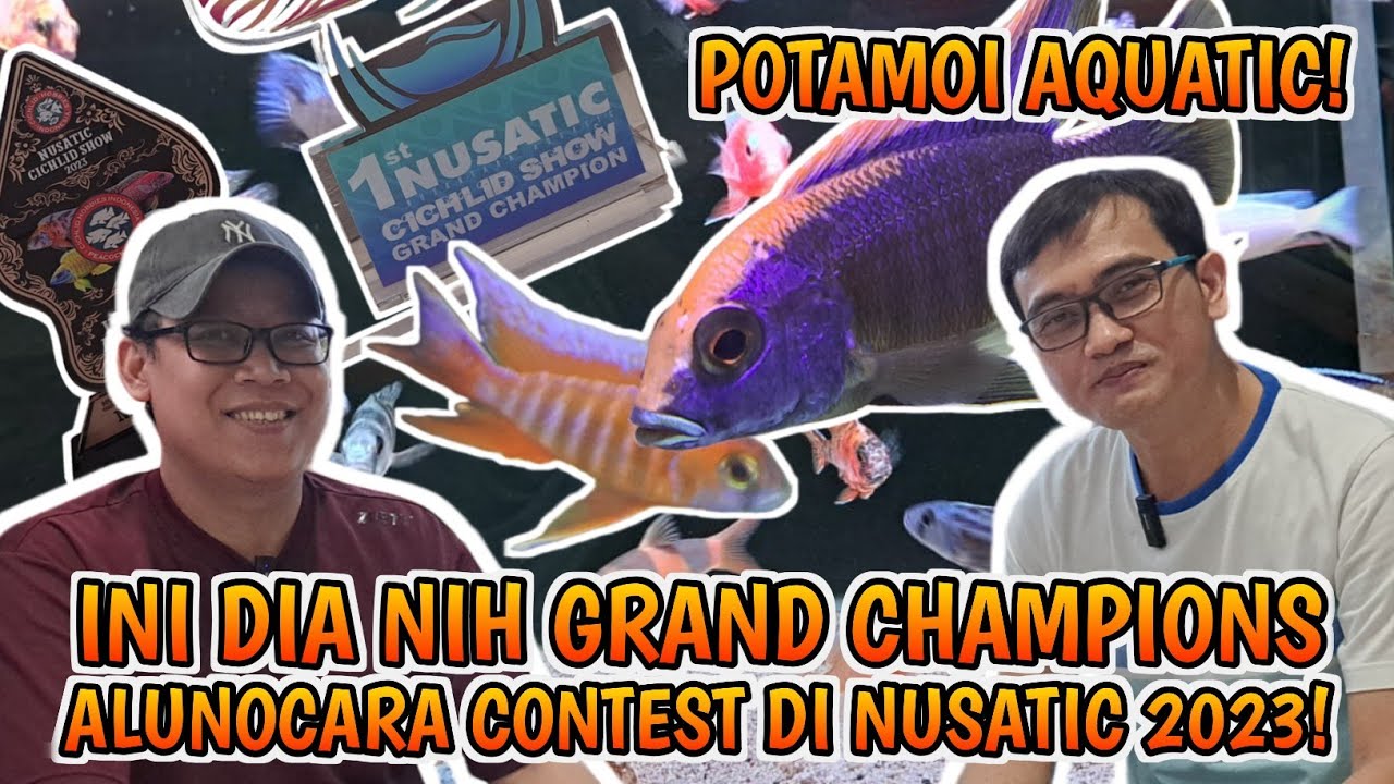 HOBIES CICHLID YANG KOLEKSI IKANNYA GRAND CHAMPION NUSATIC 2023, KOLEKSINYA KEREN KEREN DAN KECE2.👍👍