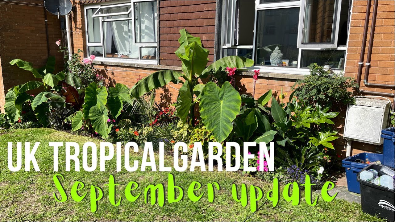 Uk Tropical Garden || Front Garden Update - 10th September 2022
