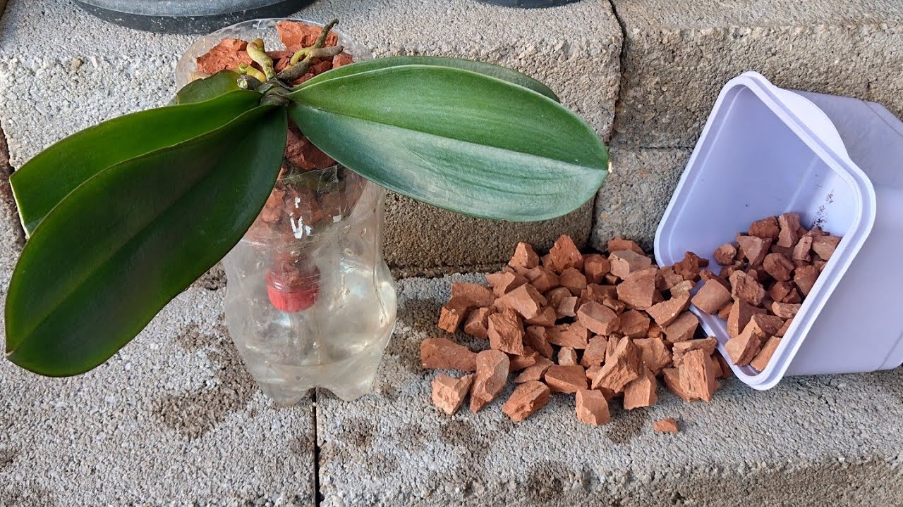 Replante de Phalaenopsis na semi hidroponia com caco de telha