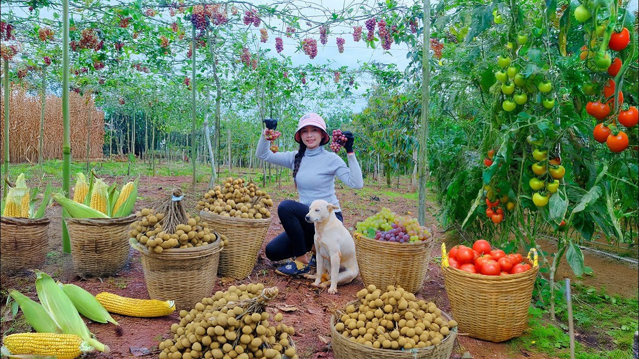 Harvest, Sell, And Cook: Tomato, Field Corn, Grape, Longan &ndash; Garden And Farm| Thu's Country Life.