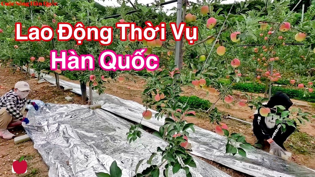 Lao Động Thời Vụ Hàn Quốc | Sinh Vlog - Cuộc Sống Hàn Quốc