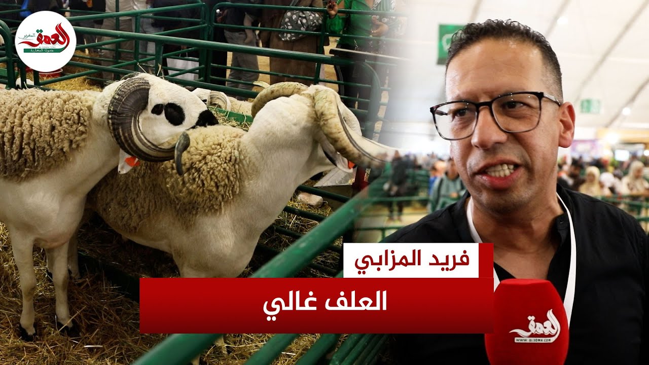 اشتكى من غلاء الأعلاف.. المزابي يعدد مميزات غنم الصردي بعد تحسين النسل: يصل وزنه ل180 كلغ