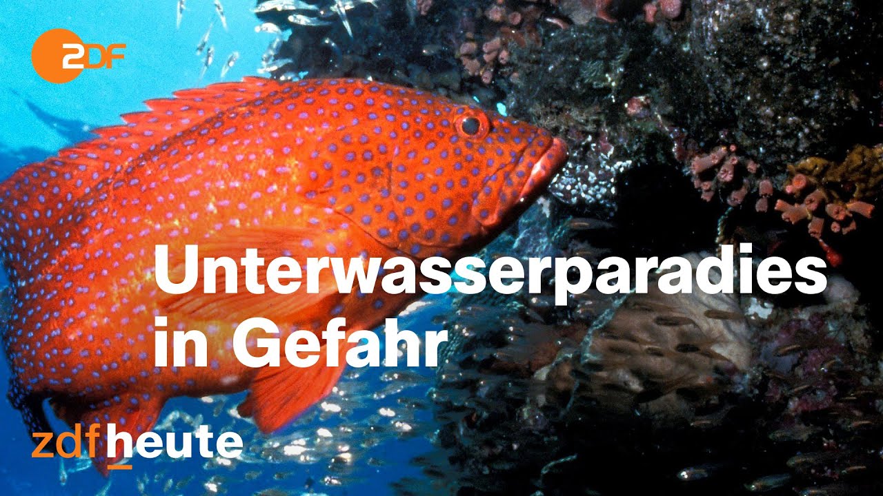 Great Barrier Reef: Wie der Klimawandel das größte Korallenriff bedroht I auslandsjournal